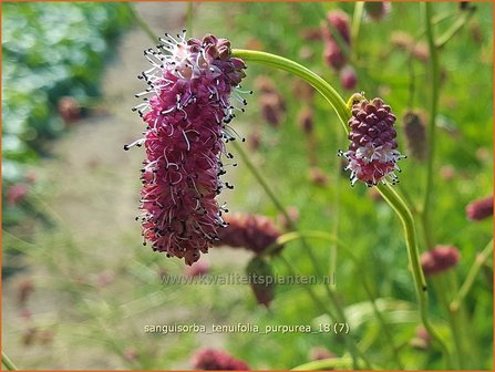 Sanguisorba tenuifolia &#039;Parviflora&#039; | Pimpernel, Sorbenkruid | Hoher Wiesenknopf