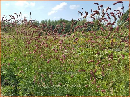 Sanguisorba tenuifolia &#039;Parviflora&#039; | Pimpernel, Sorbenkruid | Hoher Wiesenknopf