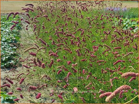 Sanguisorba tenuifolia &#039;Parviflora&#039; | Pimpernel, Sorbenkruid | Hoher Wiesenknopf