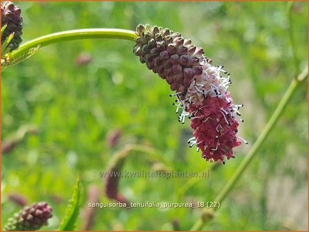 Sanguisorba tenuifolia &#039;Parviflora&#039; | Pimpernel, Sorbenkruid | Hoher Wiesenknopf