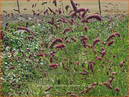 Sanguisorba tenuifolia &#039;Parviflora&#039; | Pimpernel, Sorbenkruid | Hoher Wiesenknopf