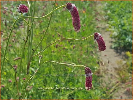 Sanguisorba tenuifolia &#039;Parviflora&#039; | Pimpernel, Sorbenkruid | Hoher Wiesenknopf