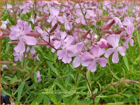 Saponaria lempergii &#039;Max Frei&#039; | Zeepkruid | Sommer-Seifenkraut