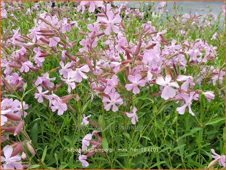 Saponaria lempergii &#039;Max Frei&#039; | Zeepkruid | Sommer-Seifenkraut