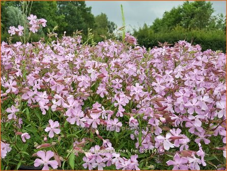 Saponaria lempergii &#039;Max Frei&#039; | Zeepkruid | Sommer-Seifenkraut