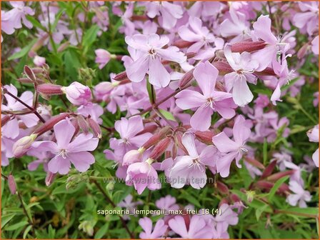 Saponaria lempergii &#039;Max Frei&#039; | Zeepkruid | Sommer-Seifenkraut