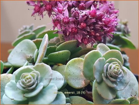 Sedum ewersii | Vetkruid | Himalaya-Fettblatt