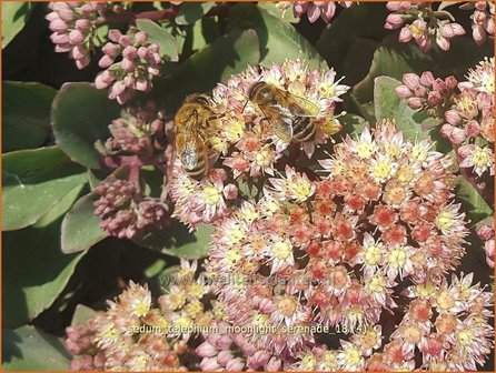 Sedum telephium &amp;#x0027;Moonlight Serenade&amp;#x0027; | Hemelsleutel, Vetkruid | Grosse Fetthenne