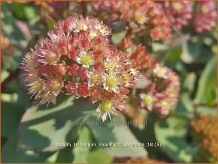 Sedum telephium &amp;#x0027;Moonlight Serenade&amp;#x0027; | Hemelsleutel, Vetkruid | Grosse Fetthenne