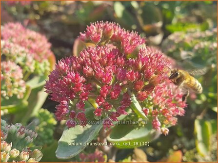 Sedum telephium &#039;Munstead Dark Red&#039; | Hemelsleutel, Vetkruid | Grosse Fetthenne