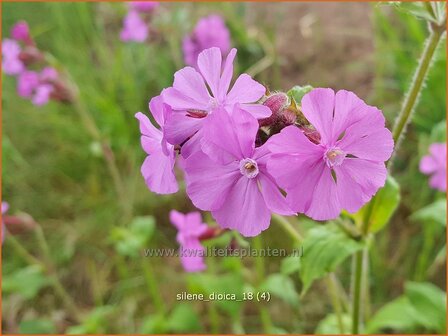 Silene dioica | Dagkoekoeksbloem, Koekoeksbloem, Lijmkruid | Rote Waldnelke