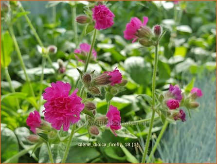 Silene dioica &#039;Firefly&#039; | Dagkoekoeksbloem, Koekoeksbloem, Lijmkruid | Rote Waldnelke