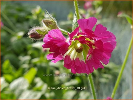 Silene dioica &#039;Firefly&#039; | Dagkoekoeksbloem, Koekoeksbloem, Lijmkruid | Rote Waldnelke