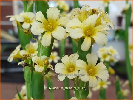 Sisyrinchium striatum | Bieslelie | Gro&szlig;e Binsenlilie