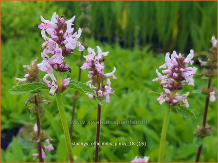 Stachys officinalis &#039;Pinky&#039; | Betonie, Koortskruid, Andoorn | Echter Ziest