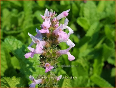 Stachys officinalis &#039;Pinky&#039; | Betonie, Koortskruid, Andoorn | Echter Ziest