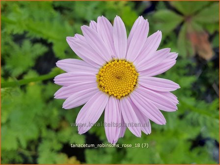 Tanacetum &#039;Robinson&#039;s Rose&#039; | Perzische margriet | Bunte Gartenmargerite