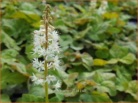 Tiarella wherryi | Schuimbloem, Perzische muts | Amerikanische Schaumbl&uuml;te