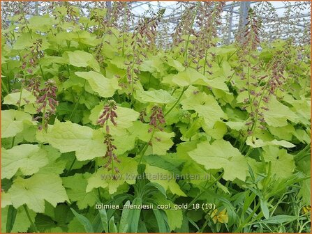 Tolmiea menziesii &#039;Cool Gold&#039; | Kindje-op-moeders-schoot | Henne mit K&uuml;ken