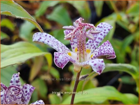 Tricyrtis &#039;Empress&#039; | Armeluisorchidee, Paddenlelie | Kr&ouml;tenlilie