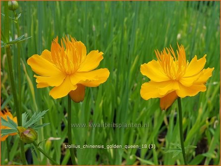 Trollius chinensis &#039;Golden Queen&#039; | Globebloem, Kogelbloem | Chinesische TrollblumeTrollius chinensis &#039;Golden Qu