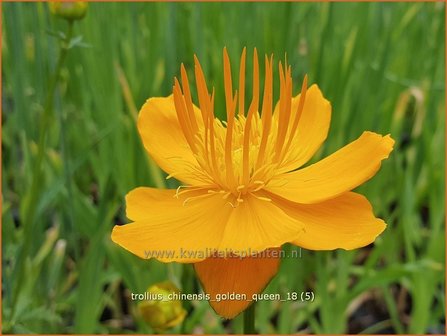 Trollius chinensis &#039;Golden Queen&#039; | Globebloem, Kogelbloem | Chinesische Trollblume