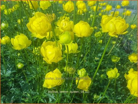 Trollius &#039;Lemon Queen&#039; | Globebloem, Kogelbloem | Trollblume