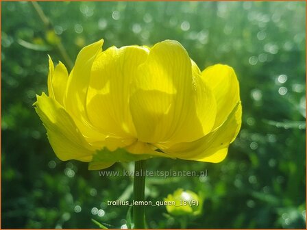 Trollius &#039;Lemon Queen&#039; | Globebloem, Kogelbloem | Trollblume