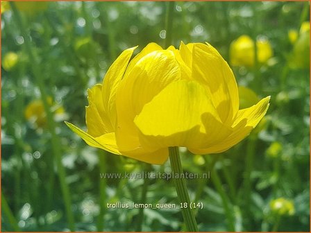 Trollius &#039;Lemon Queen&#039; | Globebloem, Kogelbloem | Trollblume