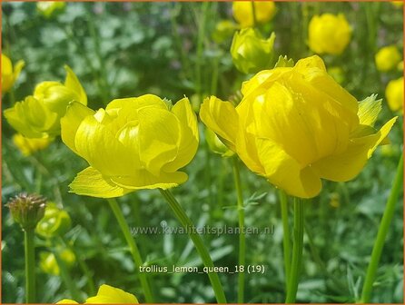 Trollius &#039;Lemon Queen&#039; | Globebloem, Kogelbloem | Trollblume