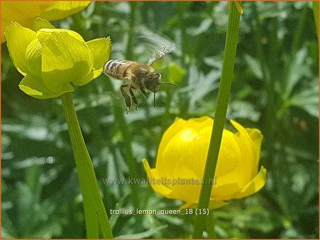 Trollius &#039;Lemon Queen&#039; | Globebloem, Kogelbloem | Trollblume