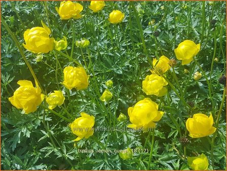 Trollius &#039;Lemon Queen&#039; | Globebloem, Kogelbloem | Trollblume