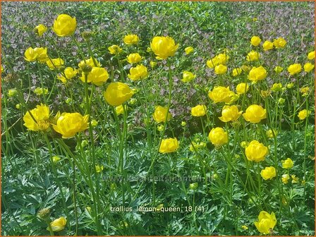 Trollius &#039;Lemon Queen&#039; | Globebloem, Kogelbloem | Trollblume