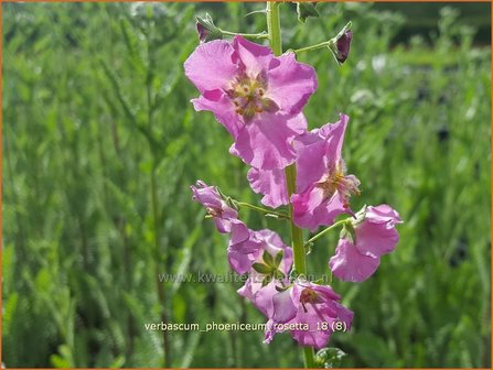 Verbascum phoeniceum &#039;Rosetta&#039; | Paarse toorts, Toorts | Purpurbl&uuml;hende K&ouml;nigskerze