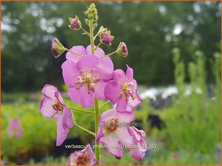 Verbascum phoeniceum &#039;Rosetta&#039; | Paarse toorts, Toorts | Purpurbl&uuml;hende K&ouml;nigskerze