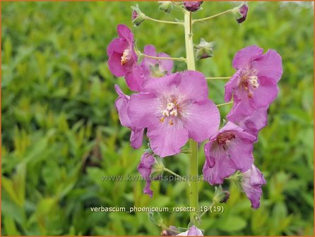 Verbascum phoeniceum &#039;Rosetta&#039; | Paarse toorts, Toorts | Purpurbl&uuml;hende K&ouml;nigskerze