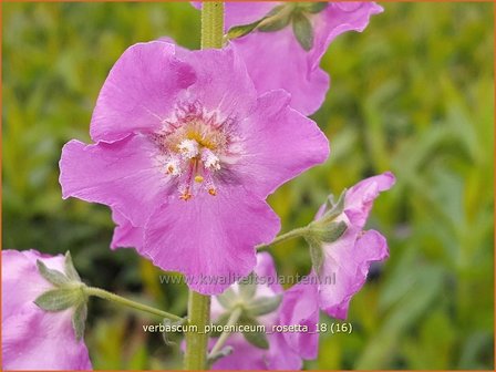 Verbascum phoeniceum &#039;Rosetta&#039; | Paarse toorts, Toorts | Purpurbl&uuml;hende K&ouml;nigskerze