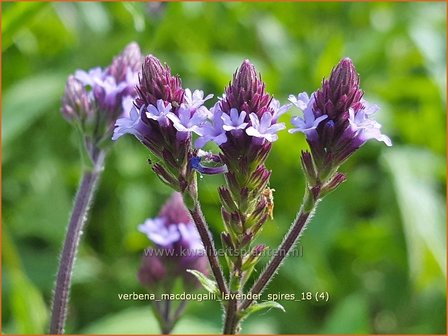 Verbena macdougalii &#039;Lavender Spires&#039; | IJzerhard | Eisenkraut