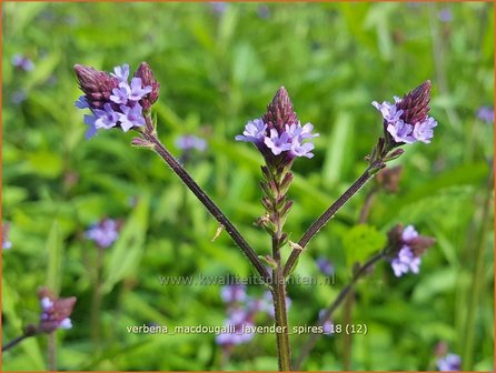 Verbena macdougalii &#039;Lavender Spires&#039; | IJzerhard | Eisenkraut