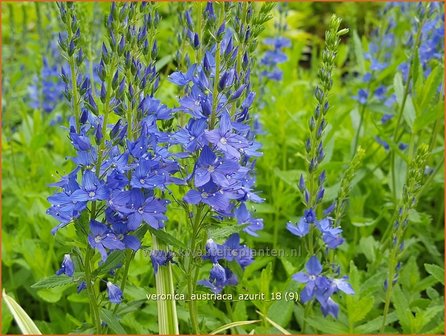 Veronica austriaca &#039;Azurit&#039; | Brede ereprijs, Ereprijs | &Ouml;sterreichischer Ehrenpreis