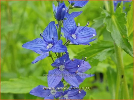 Veronica austriaca &#039;Azurit&#039; | Brede ereprijs, Ereprijs | &Ouml;sterreichischer Ehrenpreis