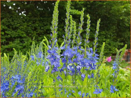 Veronica austriaca &#039;Azurit&#039; | Brede ereprijs, Ereprijs | &Ouml;sterreichischer Ehrenpreis