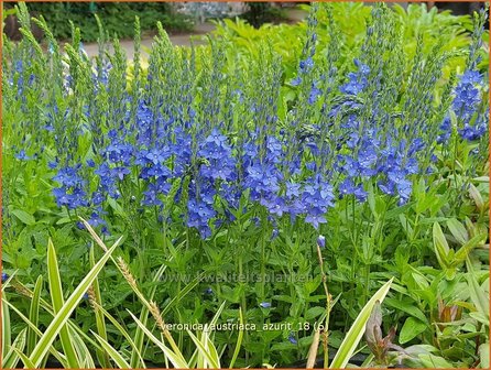 Veronica austriaca &#039;Azurit&#039; | Brede ereprijs, Ereprijs | &Ouml;sterreichischer Ehrenpreis