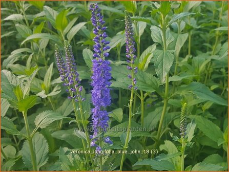 Veronica longifolia &#039;Blue John&#039; | Lange ereprijs, Ereprijs | Langbl&auml;ttriger Ehrenpreis