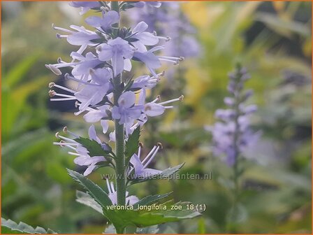 Veronica longifolia &#039;Zoe&#039; | Lange ereprijs, Ereprijs | Langbl&auml;ttriger Ehrenpreis