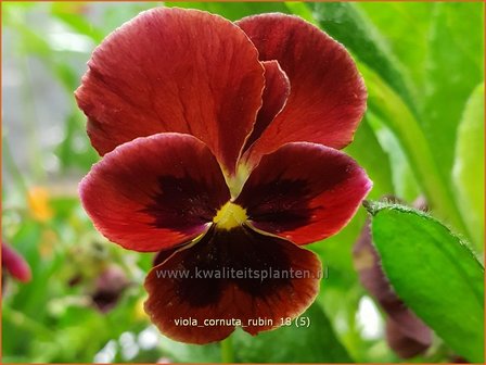 Viola cornuta &#039;Rubin&#039; | Hoornviooltje, Viooltje | Hornveilchen