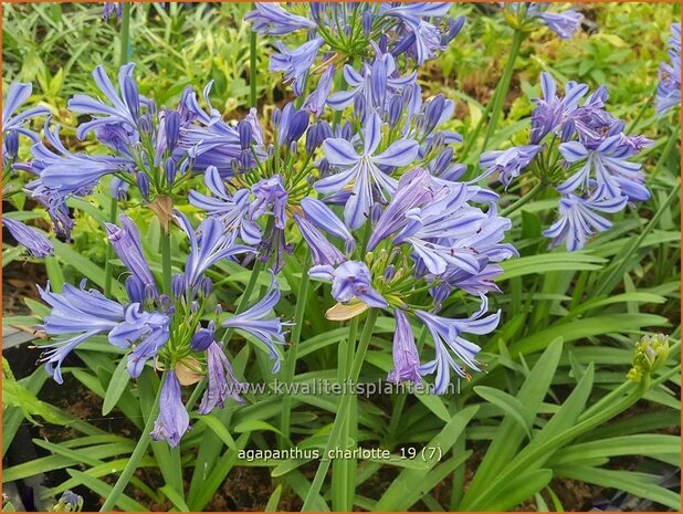 Agapanthus 'Charlotte' | Afrikaanse lelie, Kaapse lelie, Liefdesbloem | Schmucklilie