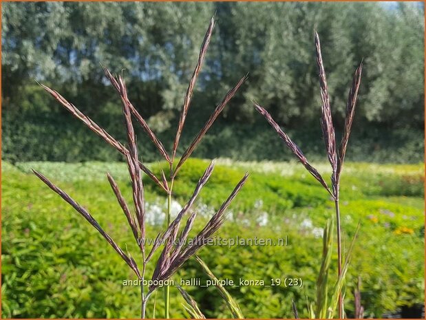 Andropogon hallii 'Purple Konza' | Baardgras | Blauhalm | Sand Bluestem