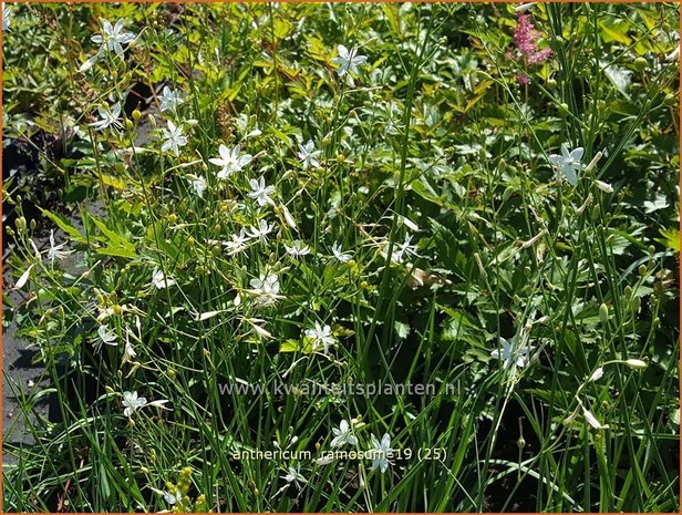 Anthericum ramosum | Berglelie, Graslelie | &#x00c4;stige Graslilie