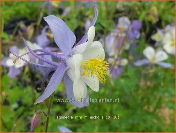 Aquilegia 'Mrs M. Nicholls' | Akelei | Akelei